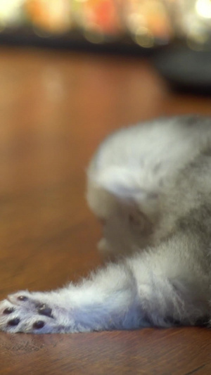 实拍案台三支幼崽小猫银渐层13秒视频