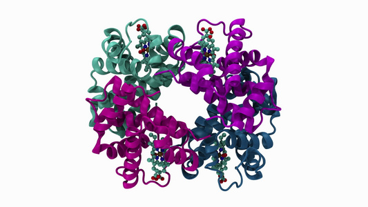 氧合血红蛋白分子的动画视频