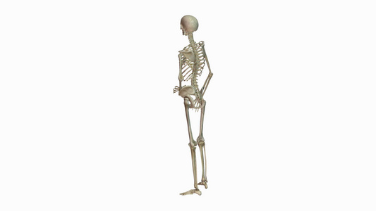 人体骨骼动画视频