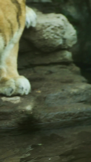 老虎深圳动物园12秒视频