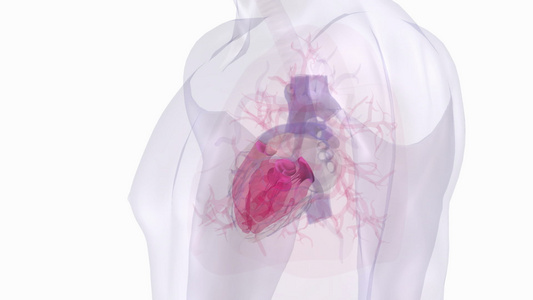 3D人体心脏和器官展示视频