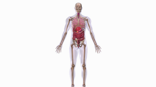 3D人体解剖学视频