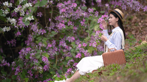4K春天的紫荆花与少女17秒视频