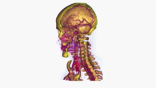 人类头骨内部展示视频