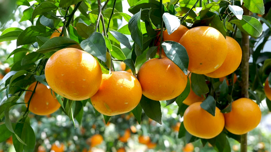 果园成熟金灿灿的橘子视频