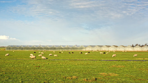 草原上的绵羊和温室17秒视频