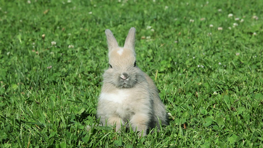 兔子坐在草地上视频