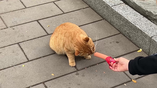 【镜头合集】路人用火腿肠喂流浪猫猫咪小猫爱宠人士视频