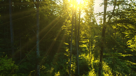 阳光照耀在森林里视频