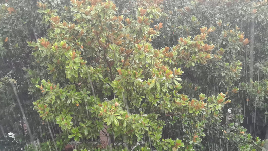 下雨空镜头视频