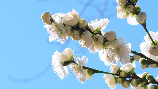 春天樱花盛开特写天气晴朗视频