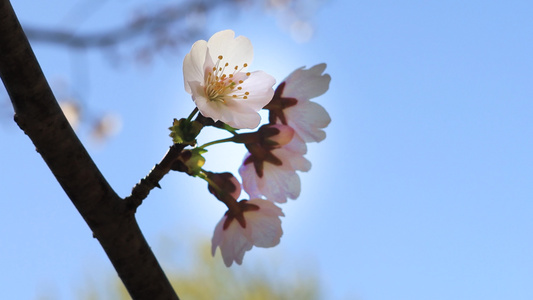 春天樱花盛开特写天气晴朗视频