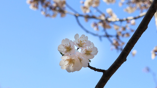 春天樱花盛开特写天气晴朗视频