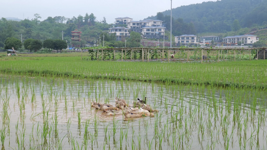 鸭子在乡村的稻田里觅食视频