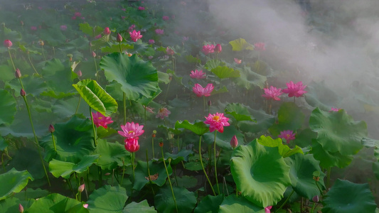晨雾缭绕下的荷塘视频