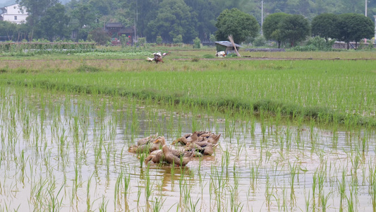 鸭子在乡村的稻田里觅食视频