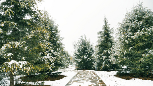 雪景松树视频