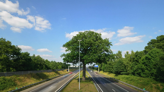 树和公路视频