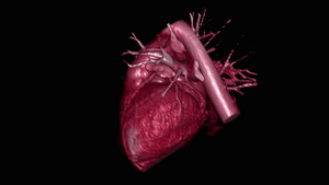 跳动人的心脏造影视频10秒视频