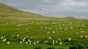 呼伦贝尔大草原羊群放牧21秒视频
