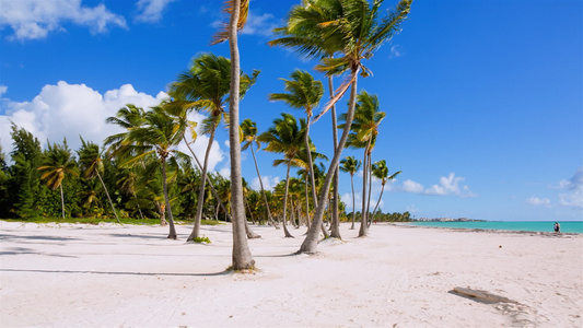 蔚蓝的天空下海滩上的棕榈树风景视频