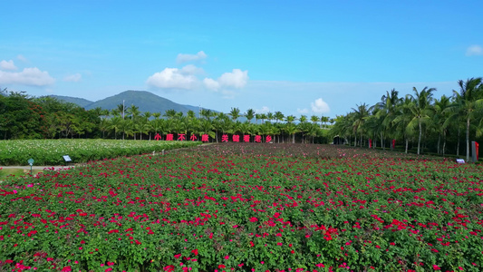 海南三亚博后村在红玫瑰花田中的游玩拍照的旅客视频