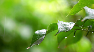 春雨惊蛰滴落绿叶实拍14秒视频