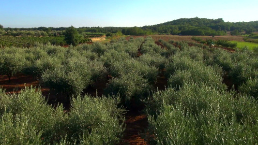 在领域的橄榄树景观视频