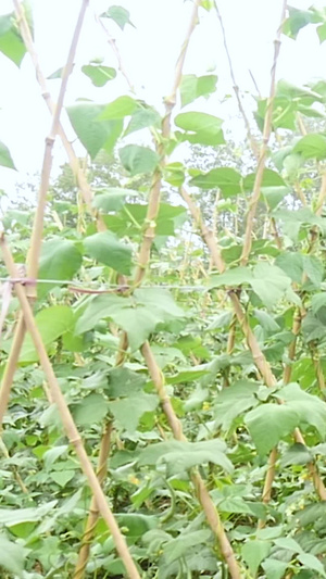 蔬菜喷洒药水蔬菜种植87秒视频