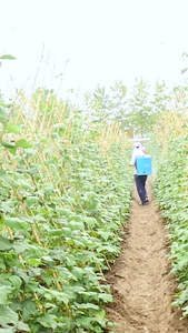 蔬菜喷洒药水蔬菜田视频