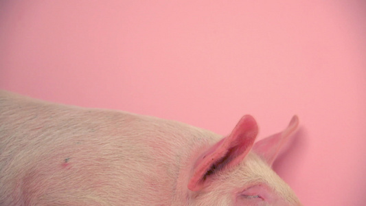 小猪在粉红色背景下休息视频