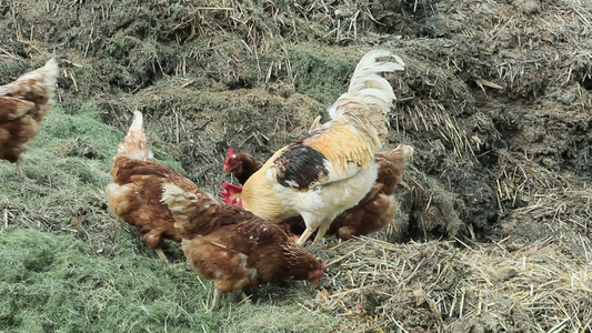 吃干草的母鸡和公鸡视频