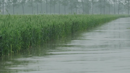 雨天麦田素材视频