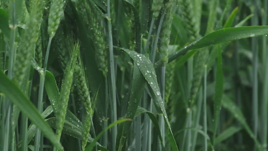 雨天麦田素材视频