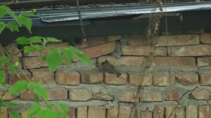 升格拍摄在屋檐下躲雨的小麻雀20秒视频