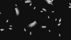 白色羽毛飘落元素15秒视频