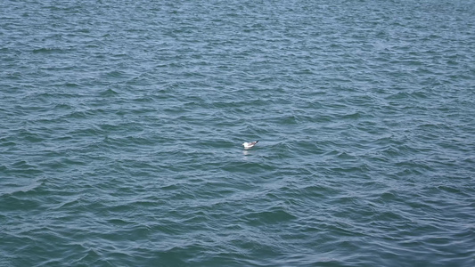 大海野生动物海鸥栖息生态保护视频