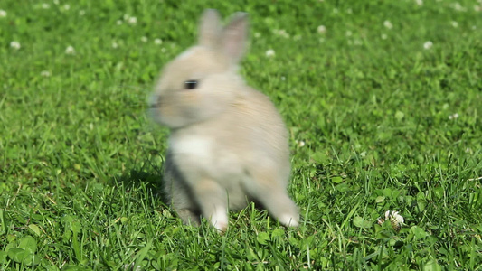 兔子坐在草地上逃跑视频