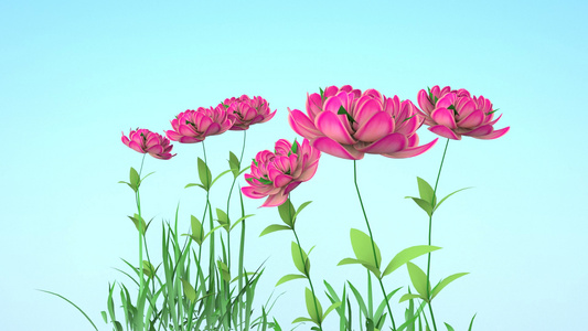 立春3D春天花朵绽放动画视频视频