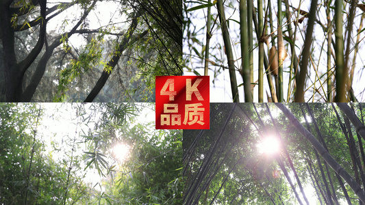4k升格实拍阳光斑驳照耀竹海树叶缝隙透过视频