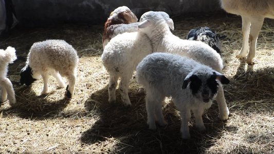 羊圈里吃草的小羔羊视频