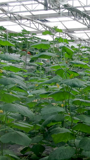 现代农业有机蔬菜黄瓜大棚种植64秒视频