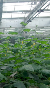 现代农业有机蔬菜黄瓜大棚种植视频