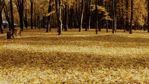 深秋森林公园阳光照耀下的树叶光影33秒视频