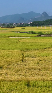 高清竖屏航拍广西稻田稻谷成熟风景视频