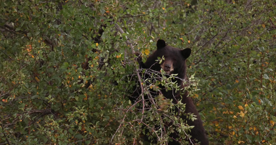秋季森林山谷黑熊觅食视频