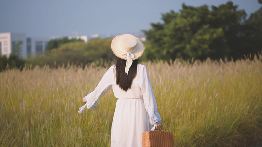 4K狗尾巴草花海中的少女视频