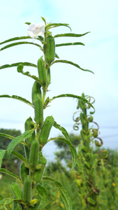 农村种植芝麻作物4k视频有机芝麻视频