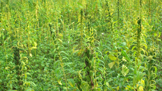 农村种植芝麻作物4k视频有机芝麻视频