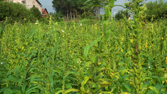 农村种植芝麻作物4k视频有机芝麻视频